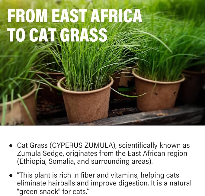 Cat Grass Treats, Natural & Health Cat Treats, Natural Hairball Relief & Teeth Cleaning Chews for Indoor Cats