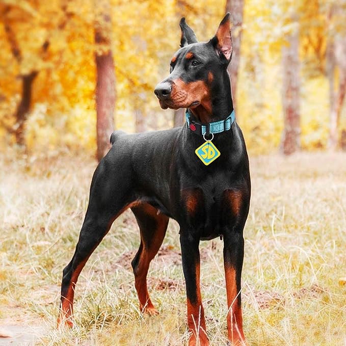 Dog Halloween Costumes, Pet Costumes, 2 Pack SD Collar Tags for Large Small Medium Big Extra Large XS XL XXL Pet Puppy Dog, Halloween Decorations for Pet Puppy