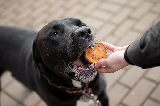 Blue Dog Bakery More Crunch Biscuits Value Size | Large, Bacon, Chicken, Cheese, Peanut Butter | Natural Healthy Dog Treats - 43.2 oz (Pack of 1)
