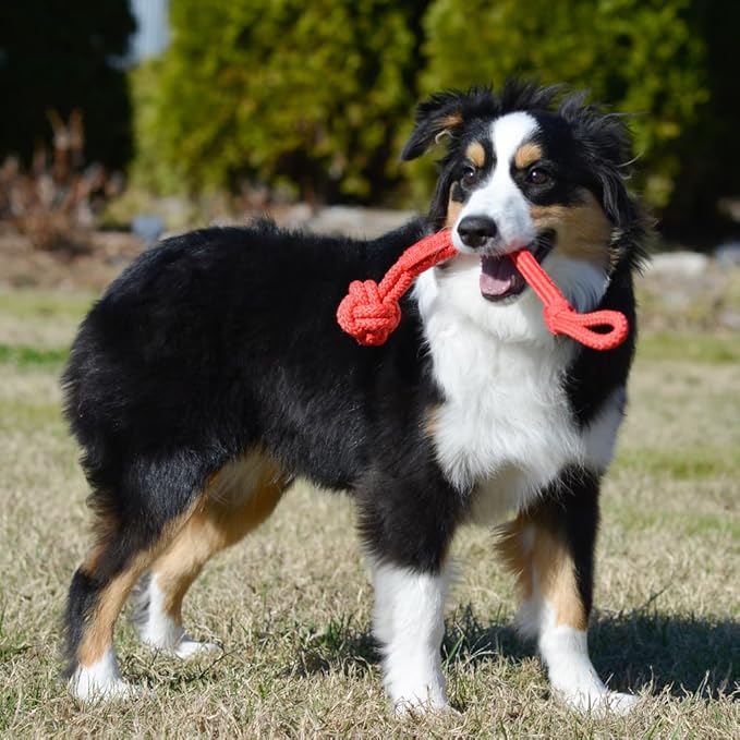 Playology Dog Toys | Puppy Toy Tough Tug Knot for Tug of War Designed for Young & Active Dogs | Medium Beef Scented Toy Made from Non Toxic Materials