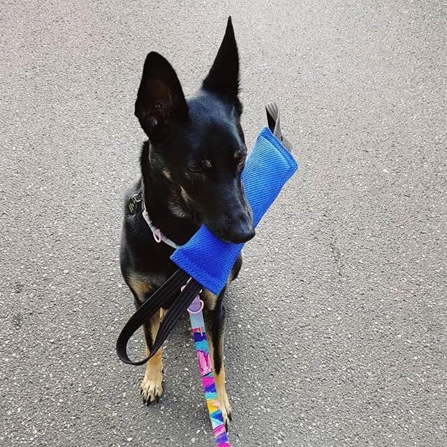 Dingo Gear French Linen tug Toy for Dog, Dog Bumper for Training, Agility, tug of war, Dog bite Pillow for Strong Dog, 2handles 11" Black S00074