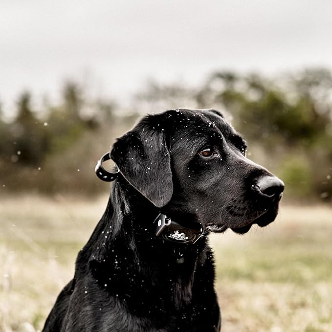 DT SYSTEMS H2O1820 Plus E-Collar, Waterproof Rechargeable Expandable Remote Dog Trainer, 16 Stimulation Levels, Vibration Assist, Black