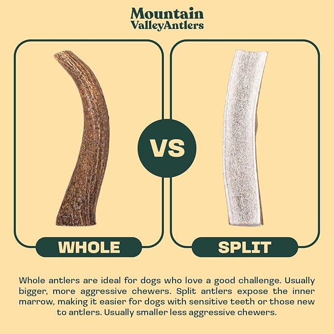 Mountain Valley Elk Antlers for Dogs - 100% Natural & Organic Chew for Aggressive Chewers, No Odor, No Mess, Long Lasting - Wild-Foraged Naturally Shed Antlers in USA - Grade A, Whole Small (3 Pack)