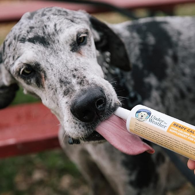 Under the Weather Pet | Ready Cal for Dogs 100cc | High Calorie Supplement | Dog Weight Gainer and High Calorie Booster | 10 Vitamins, 7 Minerals & Omega Fatty Acids (2 Pack)