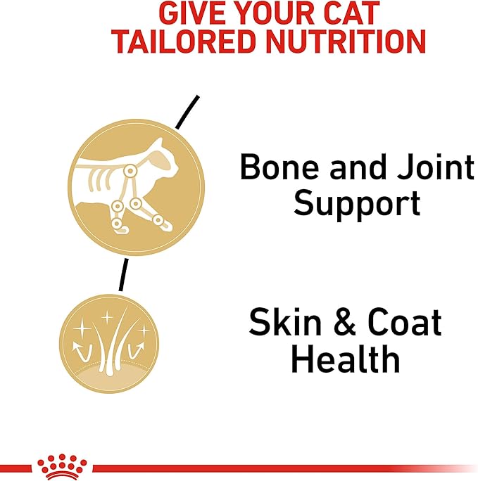 Royal Canin Feline Breed Nutrition Maine Coon Adult Thin Slices in Gravy Cat Food, 3 oz (Pack of 6)