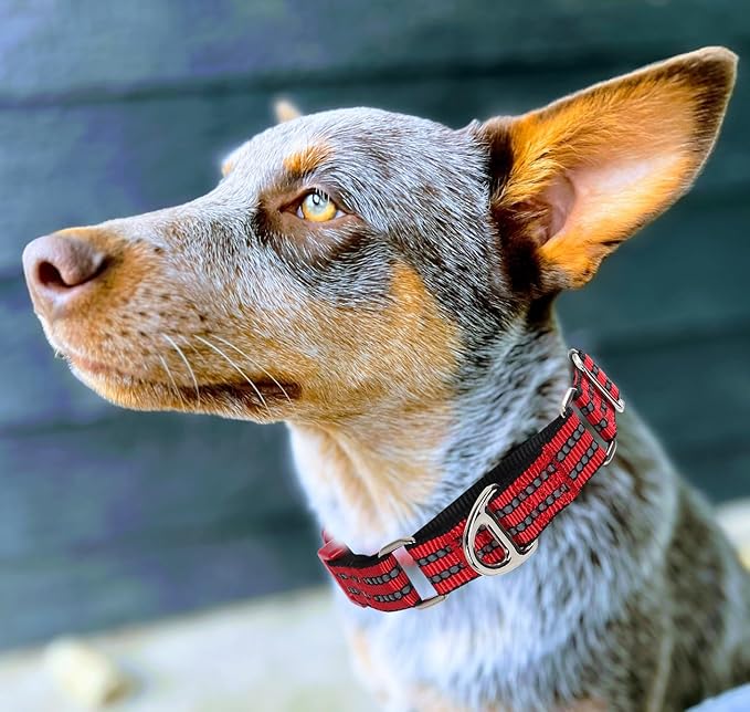 Martingale Collar for Dogs - Reflective Nylon with Padded Comfort & Quick Release Buckle - No Slip Choke Heavy Duty Collar for Safe Training, Walking & Nighttime Use Red L