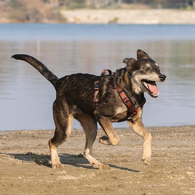 PawsPassion Dog Harness for Large Dogs, No Pull Dog Harness Easy Walk with Metal Hardware, Ergonomic Y-Shaped Design, Soft Padding, Padded Handle, Durable High-Tensile Nylon (Canyon Red, L)