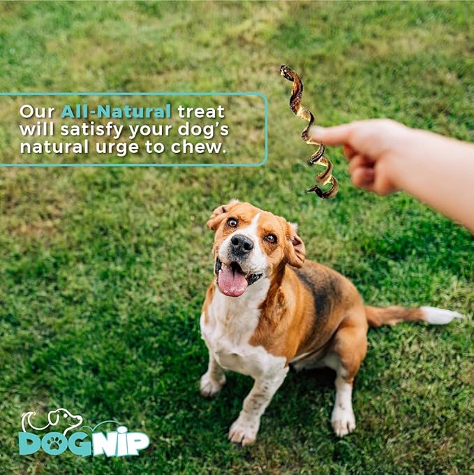 Dog Nip! 6-Inch Pork Spring Bully Sticks (12 Pack) for Dogs or Puppies - All Natural Porky Spring Bully Pizzle Bone - Best Chew Dental Treats for Small and Medium Breeds