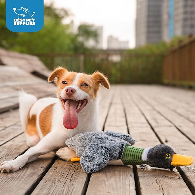 Best Pet Supplies Interactive Squeaky Dog Chew Toy, Ideal Dog Toys for Chewers, Small, Medium & Large Dogs, and Fetch Lovers - Mallard Duck Wing (Gray), Large
