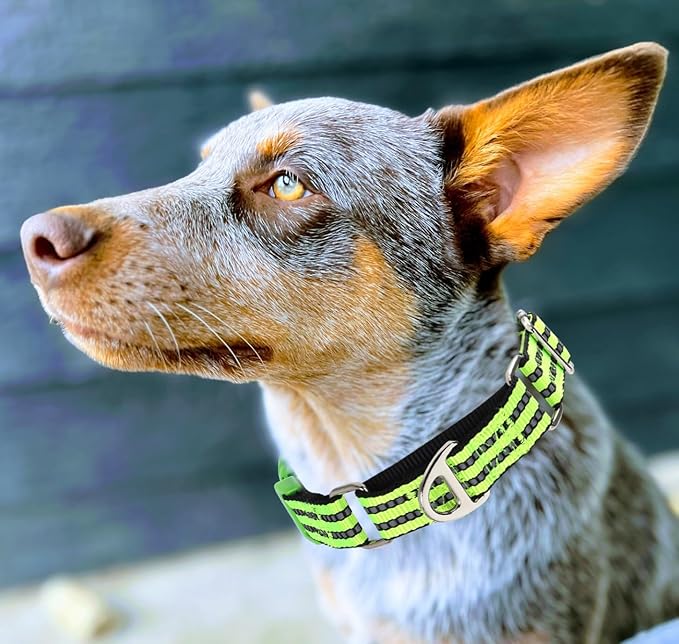 Martingale Collar for Dogs -Reflective Nylon No Slip Choke with Padded Comfort Heavy Duty Dog Collar with Quick Release Buckle for Training, Walking & Overexcited Pulling Green L