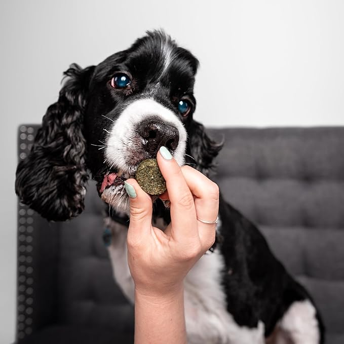 Chippin Healthy Dog Treats with Kale, Carrots, & Spirulina, Crunchy Vegan Biscuit, All-Natural, Hypoallergenic Gift for Dog Lovers, Gentle on Sensitive Stomachs, Gut Healthy Meal Topper, 2-Pack