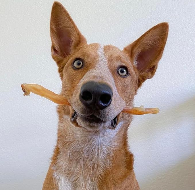 Beef Tendons for Dogs - 6-10 Inch Grass Fed Farm-Raised American Treats. All Natural Dental Chews. Grain Free Odor-Free (5 Count)