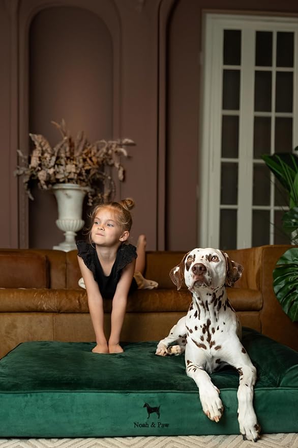 NOAH & PAW XL Dog Bed, 45x35x9.1 Inch, Orthopedic Large Dog Beds, Eggshell Memory Foam Infused with Cooling Gel, Waterproof, Machine Washable, Includes Inner Cover (Velvet Collection)