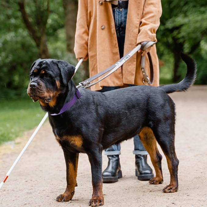 Martingale Collar for Training Dogs. Adjustable Reflective Collars with Buckle-USA Flag- NO Pull-Prevents Slipping Out, for Medium Large XL Dogs. Helps with Strong pullers(L, Purple)
