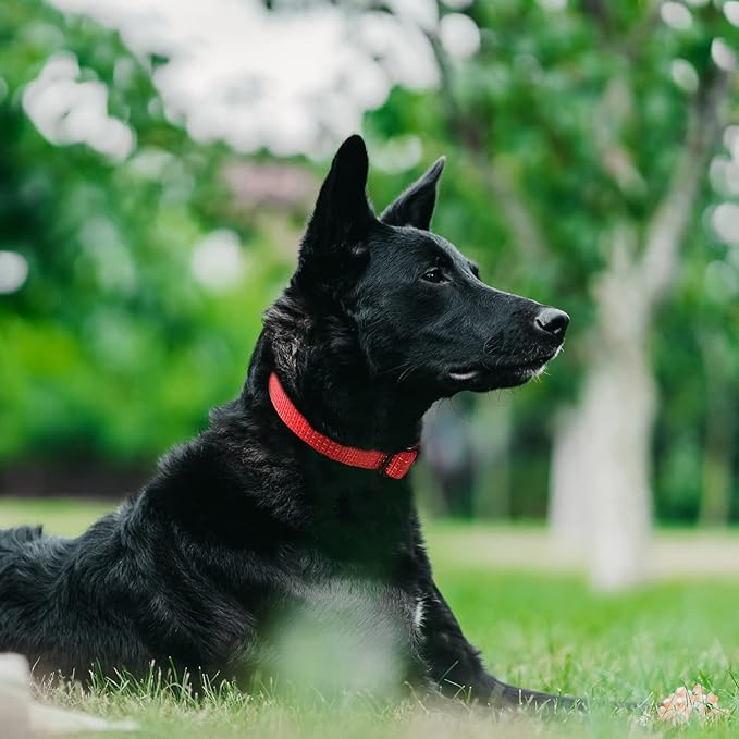Martingale Collar for Training Dogs. Adjustable Reflective Dog Collars with Buckle- Prevents Slipping Out, for Medium Large XL Dogs. Helps with Strong pullers(S, RED)