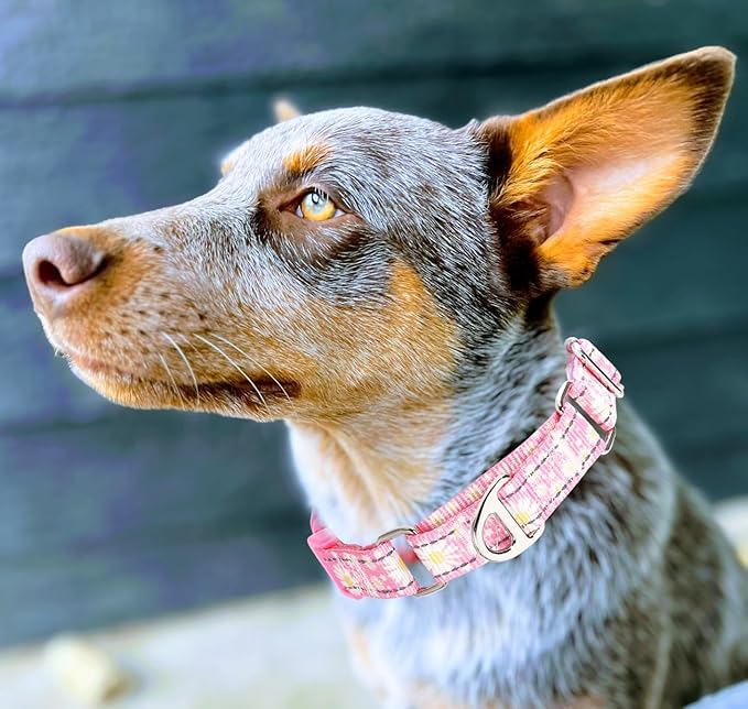 Martingale Collar for Dogs - Pink Daisy Reflective Nylon, No Slip Choke Heavy Duty Collar with Quick Release Buckle & Padded Comfort - Safe Fit for Training & Walking Small