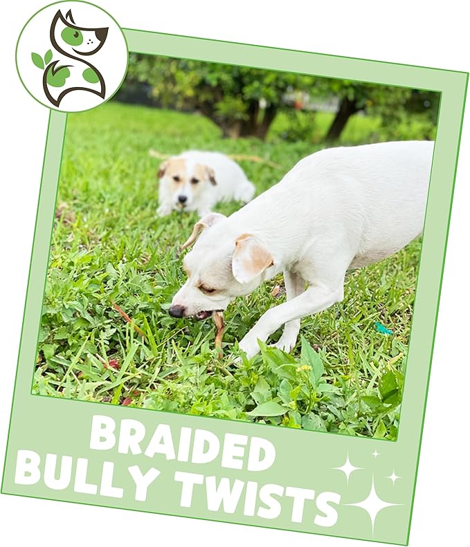 Nature Gnaws Braided Bully Twists for Dogs 5-6" (3 Count) - Long Lasting for Small and Medium Dogs - Natural Beef Dog Chew Bones