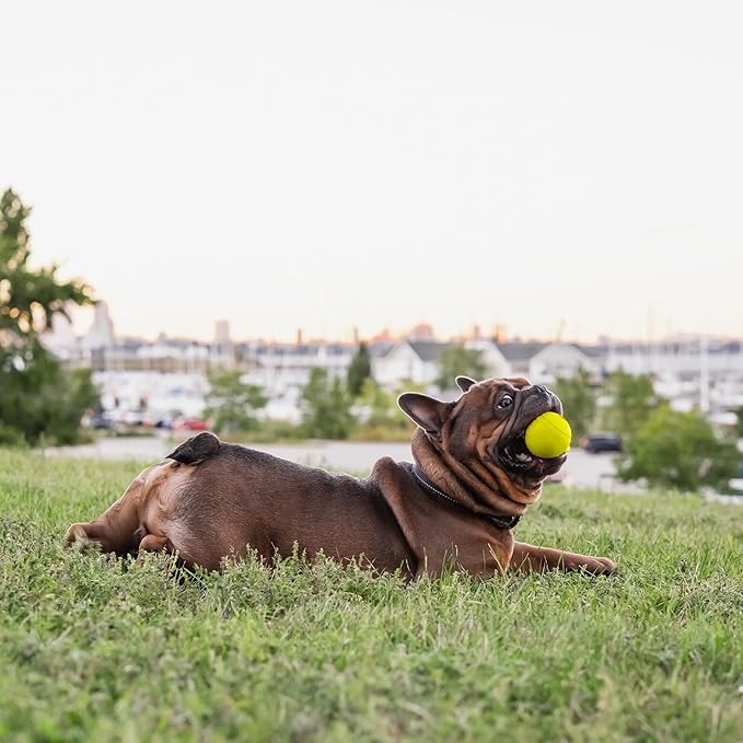 Chew King Flavored Rubber Ball Collection, 2.5 Inch Chicken Flavor Rubber Balls 3-Pk