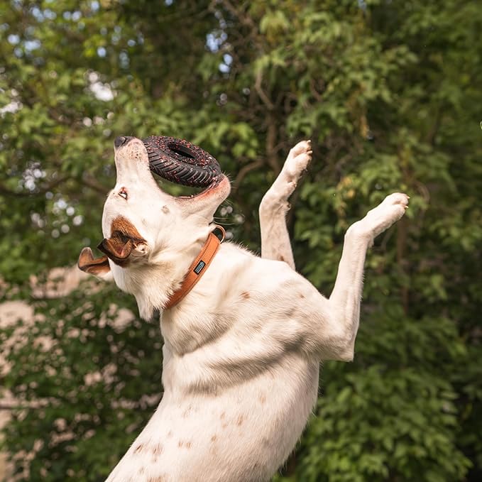 Chew King by Mammoth Supreme Dog Toy Collection, Medium Supreme Ring