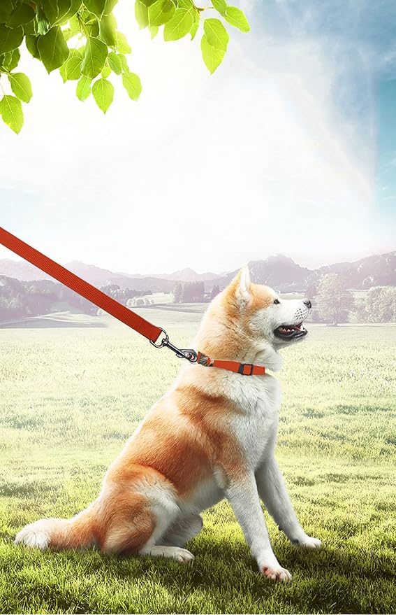 PETGOGO 15ft 20ft 30ft 40ft 50ft Long Dog/Puppy Lead Obedience Recall Training Dog Leashes for Small Medium Dogs Camping, Training, Play, or Backyard (20 FT, Orange)