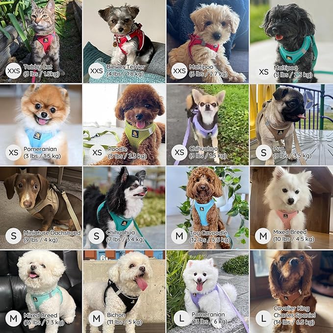 BELLA & PAL Step in Vest Harness for Small and Medium Dogs, No Pull Small Dog Harness with Leash Set, Comfortable Air Mesh Dog Vest Harness with Reflective Strip (Hot Pink, L)