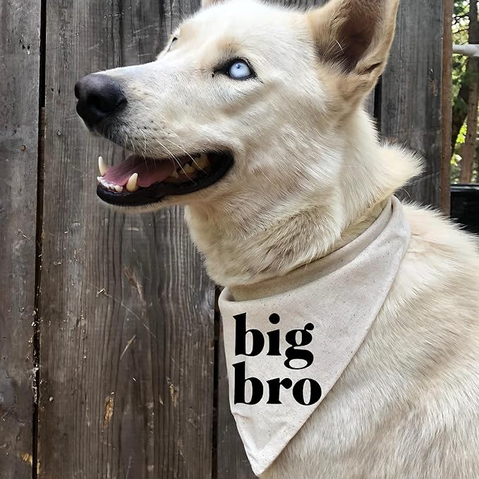 Big Bro Dog Bandana Pregnancy Announcement Baby Announcement to Grandparents (X-Small)