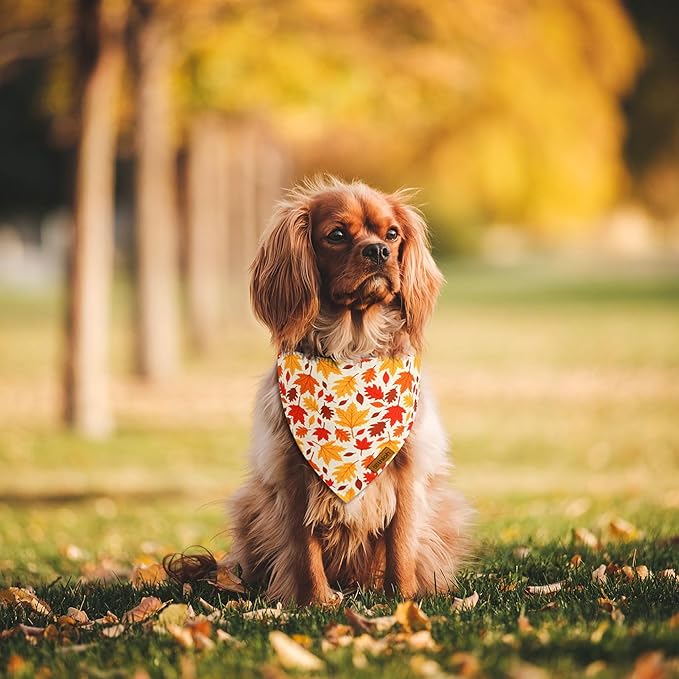 Fall Dog Bandanas - 2 Pack Halloween Thanksgiving Dog Bandana | Reversible Pumpkin and Leaf Pet Scarf for Boy & Girl | Premium Fabric | Holiday Bandana for Large and Extra Large Dogs (X-Large)