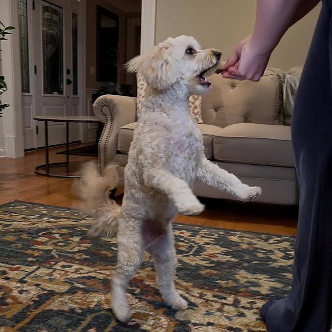 Exclusively Dog Chewy Training Treats Bacon Apple Flavor Grain Free Gluten Free, Made in The USA, 6 oz.