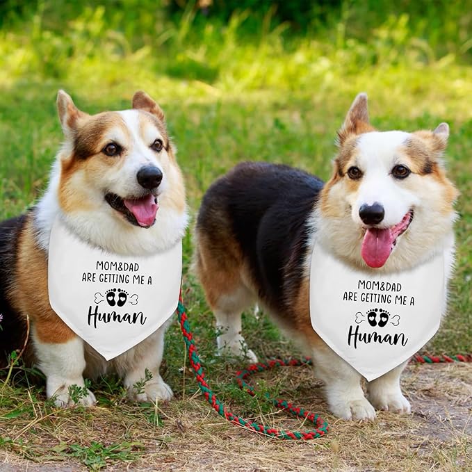 2 Pack Mom&Dad are Getting me a Human Dog Pregnancy Announcement Bandana Pet Accessories for Dog Lovers Gender Reveal Photo Prop Pet Scarf Coming Soon Baby Announcement