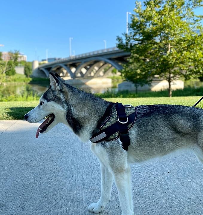 ShawnCo Essential Dog Harness, No-Pull Pet Vest with 3 Leash Clips, No Choke, Reflective, Adjustable and Padded, for Easy Walking and Training for Small, Medium and Large Dogs (Military Camo, M)