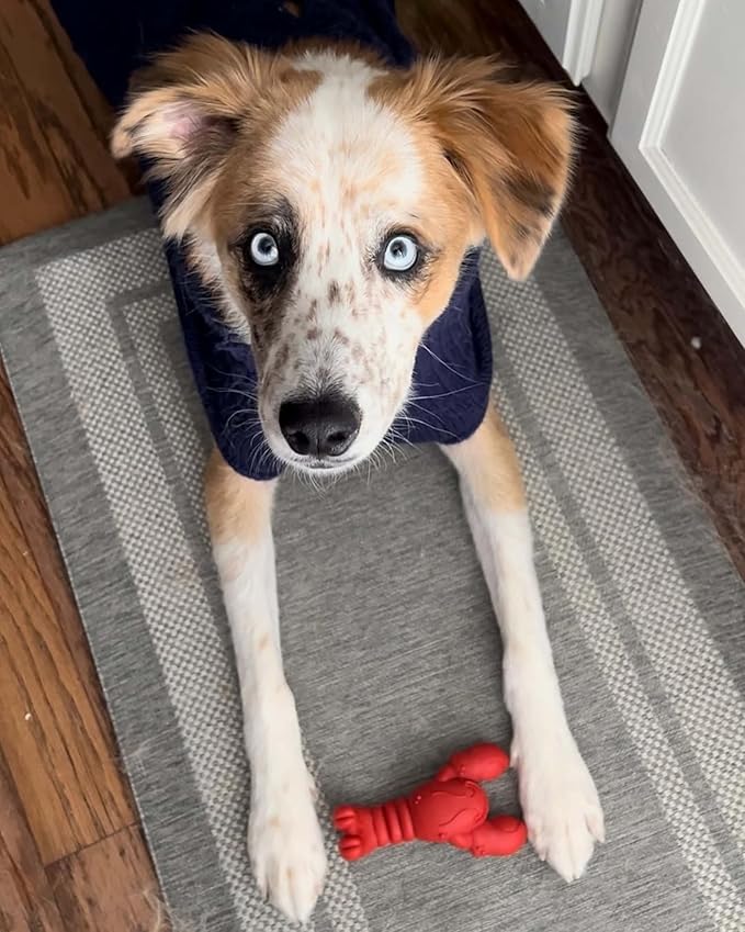 Nylabone Lobster Power Chew Toy for Dogs, Dog Toys for Aggressive Chewers, Filet Mignon Flavor, Small Dogs - Up to 25 Ibs, 1 Count