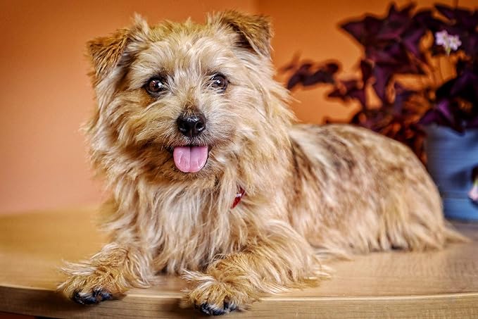 In Clover Natural Dental Treat, Grin, Fresh Breath Dog Chew Treat with Prebiotics, Fresh Breath Tartar Control, Daily Chew Supplement for Dogs Supports Dog Gums and Teeth