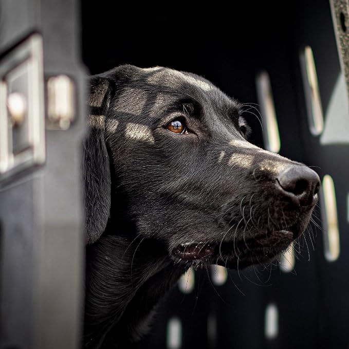 Lucky Dog Kennel, Durable Crash Tested Portable Dog Crates, Large