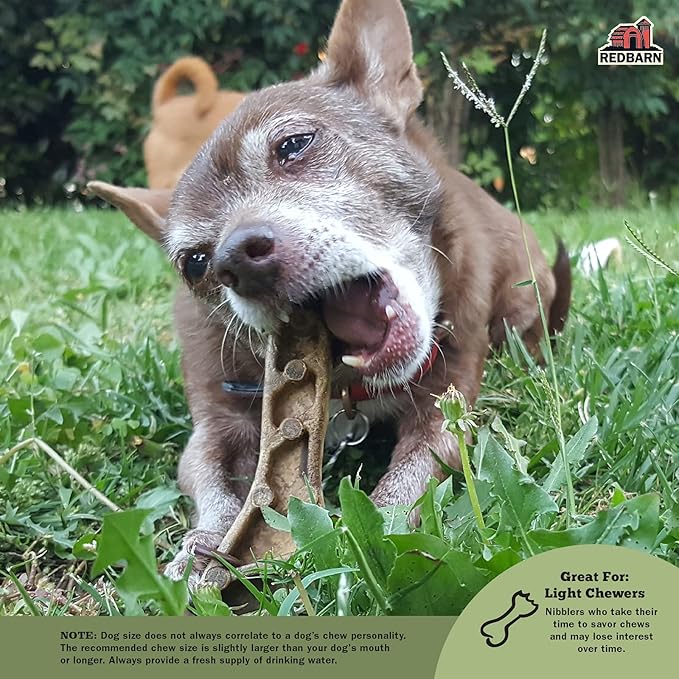 Redbarn Pet Products Chew-A-Bulls (Size: Large, Shape: Brush, Case of 25)