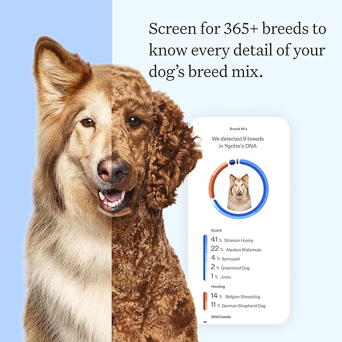 Wisdom Panel Essential Dog DNA Kit: Most Accurate Test for 365+ Breeds, 30 Genetic Health Conditions, 50+ Traits, Relatives, Ancestry - 2 Pack