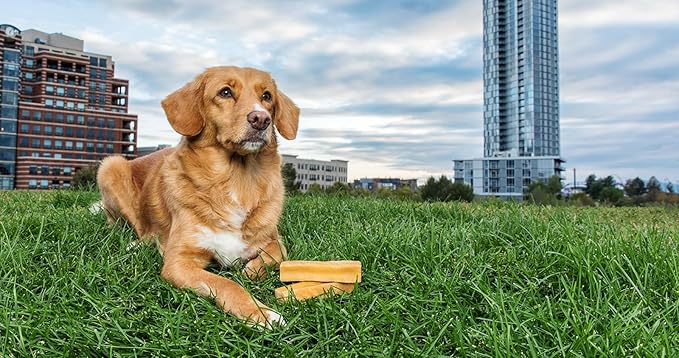 Yak Cheese Himalayan Dog Chews, High Protein, Natural Dog Treats for Medium Dogs, Lactose Free Sticks for Aggressive Chewers, Long Lasting Pet Treat for Dogs Under 35 lbs, 3 Medium Chews