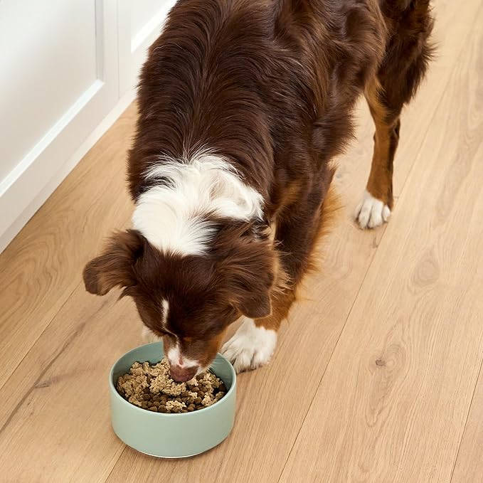 Open Farm, Canned Dog Food Topper, Silky Mousse Made with 96% Responsibly Sourced Icelandic Fish, Grain & Legume Free, Arctic Char Recipe, 4.59oz Cans (Pack of 12)