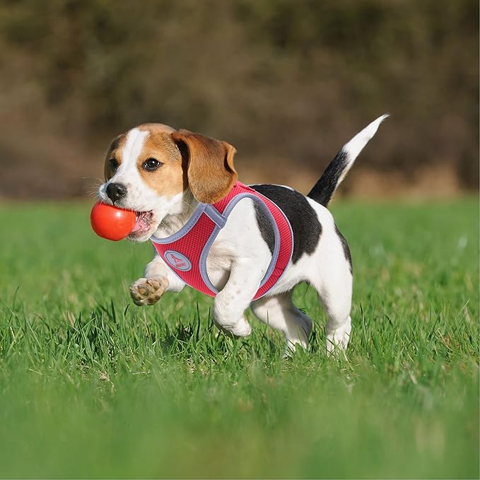 Dog Harness (Chest 14.5"-15.5", Weight 6–10 lbs) Athletica Adjustable Heavy Duty No Choke Puppy Vest for Small Dogs Lightweight Air Mesh, Reflective, Puppy Essentials – Red, Small
