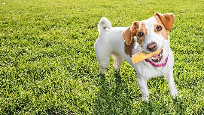 Yak Cheese Himalayan Dog Chews, High Protein, Natural Dog Treats Small Dogs, Lactose Free Chew Sticks for Aggressive Chewers, Long Lasting Pet Treat for Dogs Under 15 lbs, 3lb Bulk Small