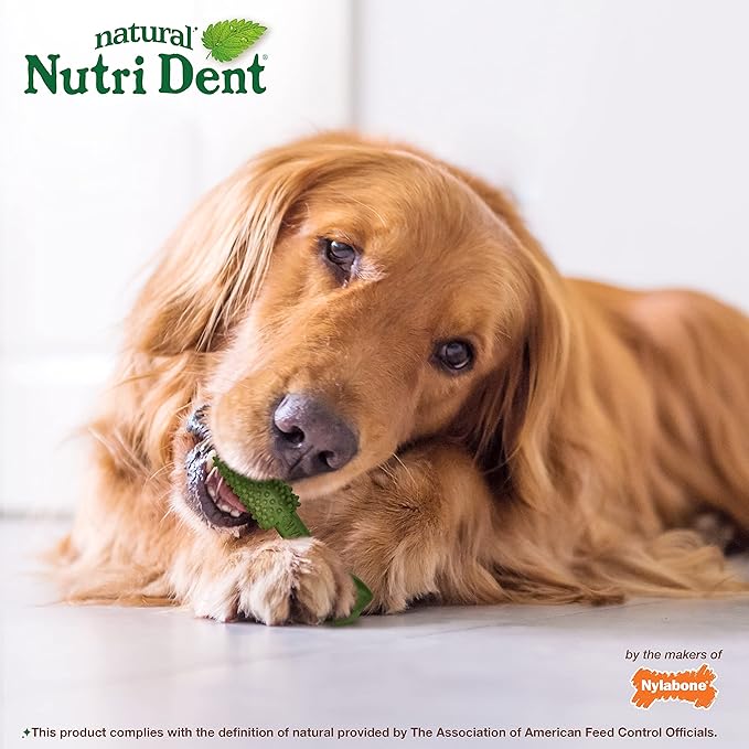 Nylabone Nutri Dent Dog Dental Treats - Natural Dog Teeth Cleaning & Breath Freshener - Dental Treats for Dogs - Fresh Breath Flavor, Large (20 Count)