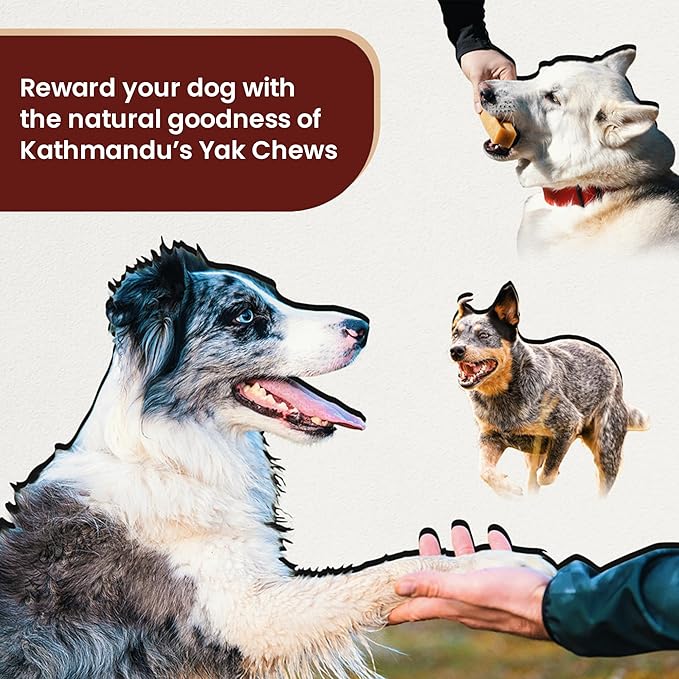 Authentic Himalayan Yak Cheese for Dogs - Small (Pack of 10) - Sourced from Pristine Himalayan Foothill, Rawhide-Free, NO preservatives