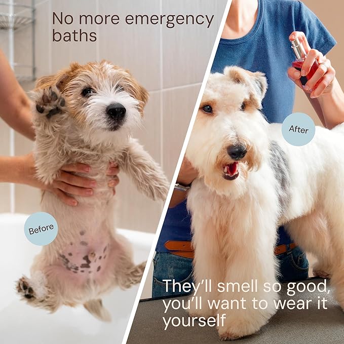 Sunny & Honey Dog Perfume Spray Long Lasting - 4 fl oz (2-Pack) - Deodorizing, Detangling & Hydrating with Avocado Oil & Silk Protein - pH Balanced Dog Cologne Spray - Fresh Breeze Scent