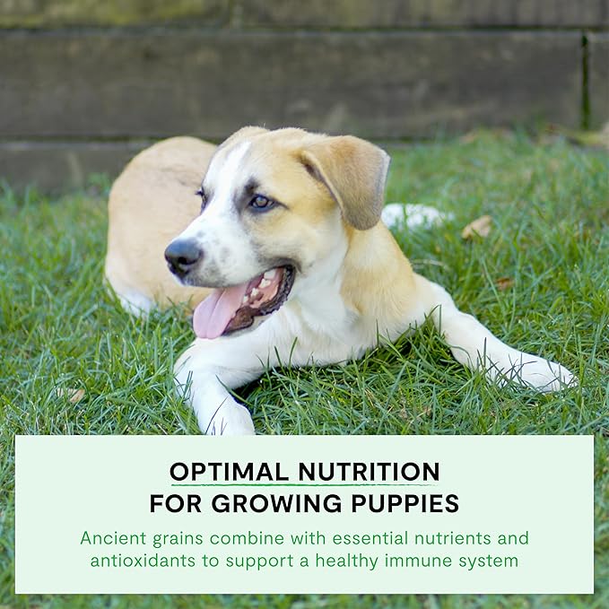 Open Farm, Ancient Grains Dry Dog Food for Puppies, Protein-Rich & Nutrient Dense, 90% Animal Protein Mixed with Non-GMO Fruits, Veggies and Superfoods, Chicken & Salmon Recipe for Puppy, 4lb Bag