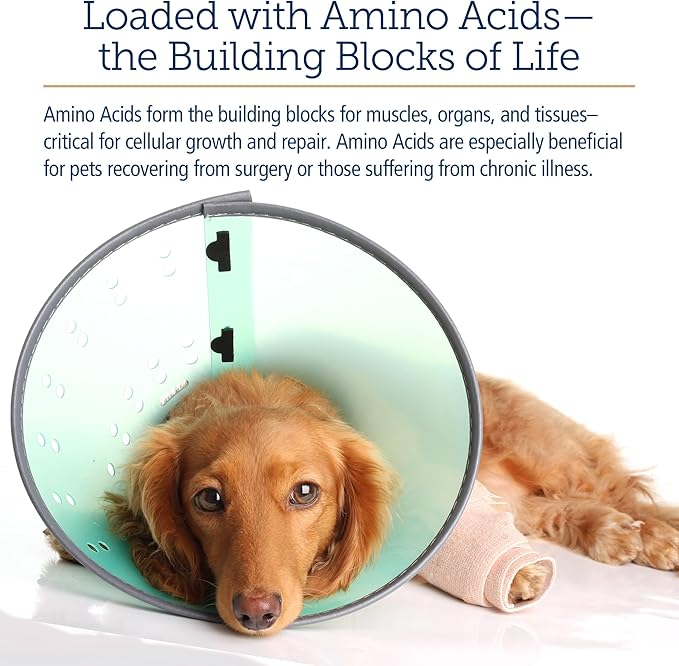 Rx Vitamins Amino B-Plex Cat & Dog Supplement - Vitamin B Complex Liquid Plus Amino Acids for Dogs & Cats - Appetite Booster and Cat & Dog Weight Gainer - Supplements & Vitamins - 8 oz