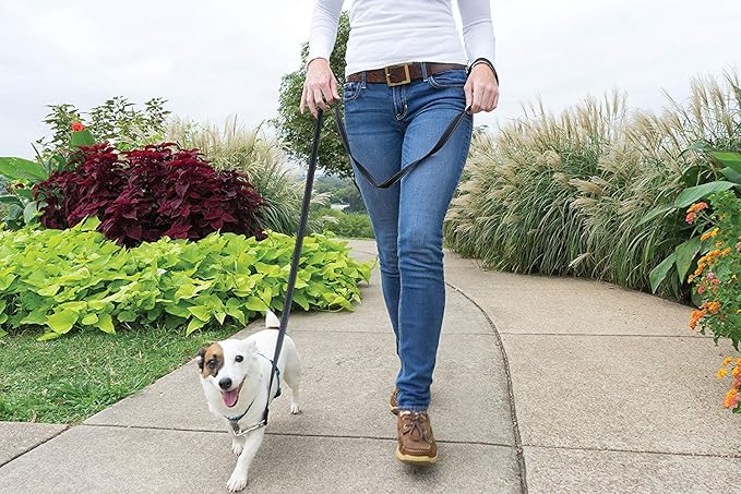 PetSafe 3-in-1 Harness - Comfortable Easy-Walk Dog Chest Harness with Front Leash Attachment to Reduce Pulling, Choking & Gagging - Dog Obedience Gear - Small - Teal