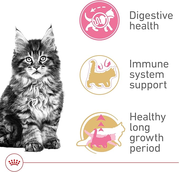 Royal Canin Maine Coon Breed Dry Kitten Food, 3 lb bag