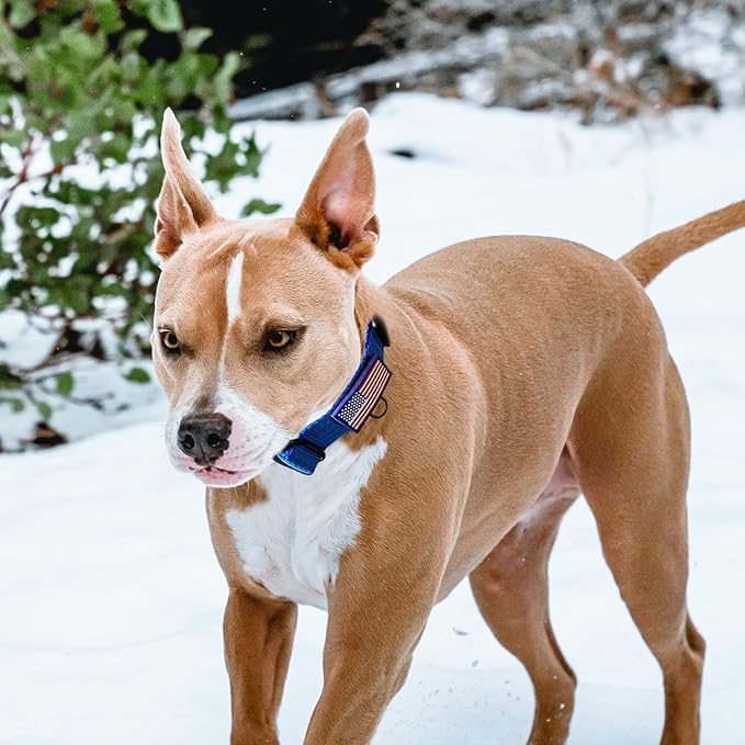 Martingale Collar for Training Dogs. Adjustable Reflective Collars with Buckle-USA Flag- NO Pull-Prevents Slipping Out, for Medium Large XL Dogs. Helps with Strong pullers (XL, Blue)