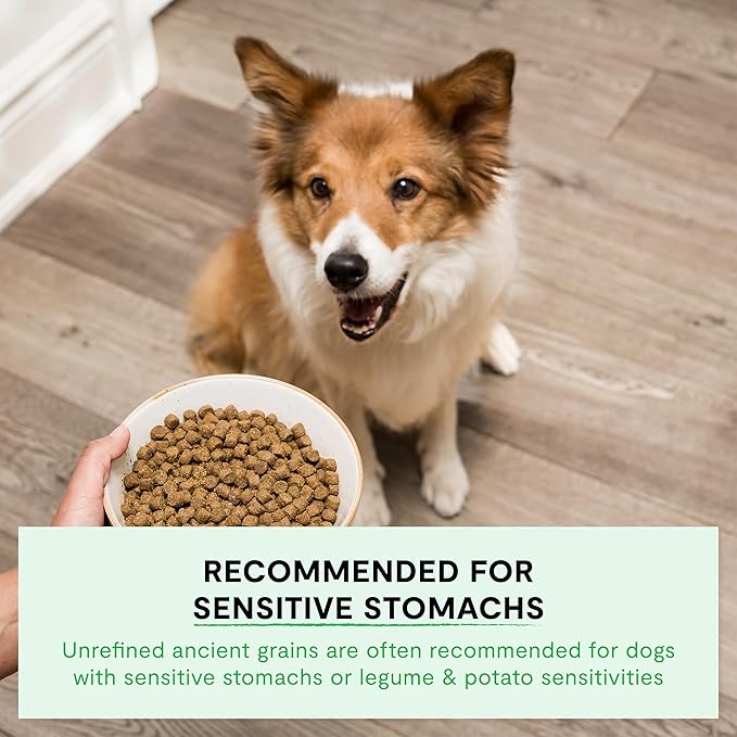 Open Farm, Ancient Grains Dry Dog Food, Protein-Rich & Nutrient Dense, 90% Animal Protein Mixed with Non-GMO Fruits, Veggies and Superfoods, Wild Caugh Salmon Recipe, 22lb Bag