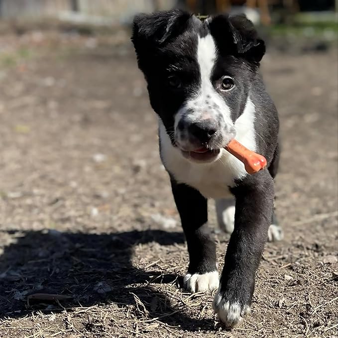 Nylabone Original Bone Power Chew Toy for Dogs, Durable Dog Toys for Aggressive Chewers, Basted Blast Bacon & Chicken Flavor, Medium - Up to 35 lbs, 2 Pack