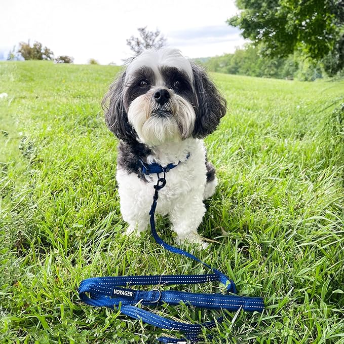 Voyager Reflective Dog Leash with Neoprene Handle, 5ft Long, Supports Small, Medium, and Large Breed Puppies, Cute and Heavy Duty for Walking, Running, and Training - Royal Blue (Leash), M